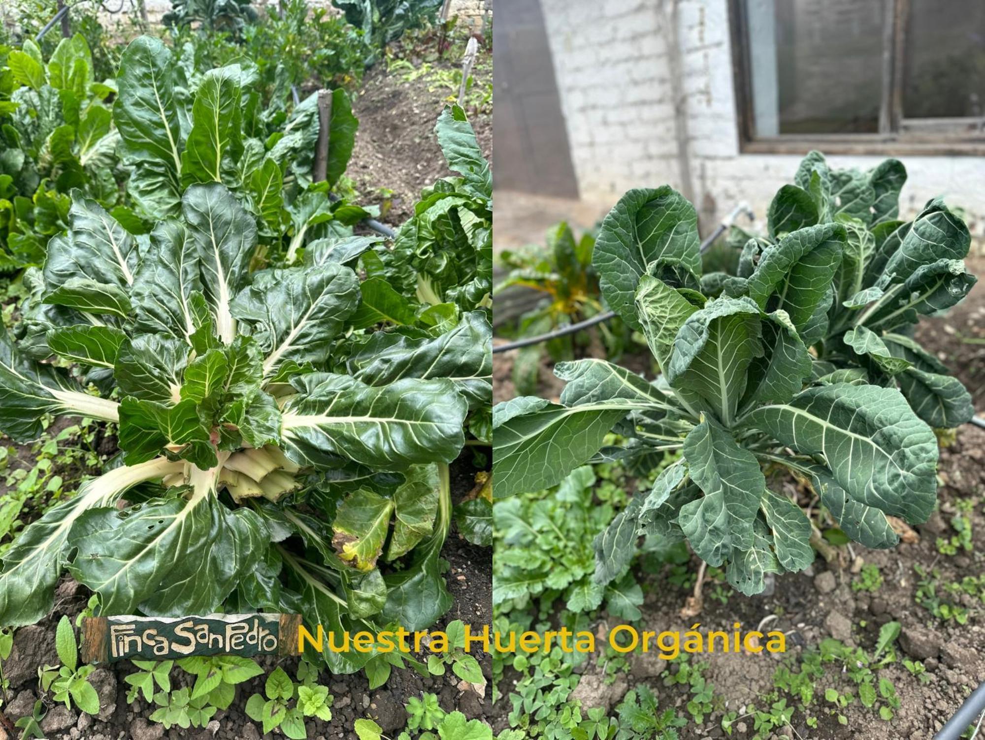 Finca San Pedro -Alojamiento Campestre Y Reserva Natural- Sogamoso Dış mekan fotoğraf