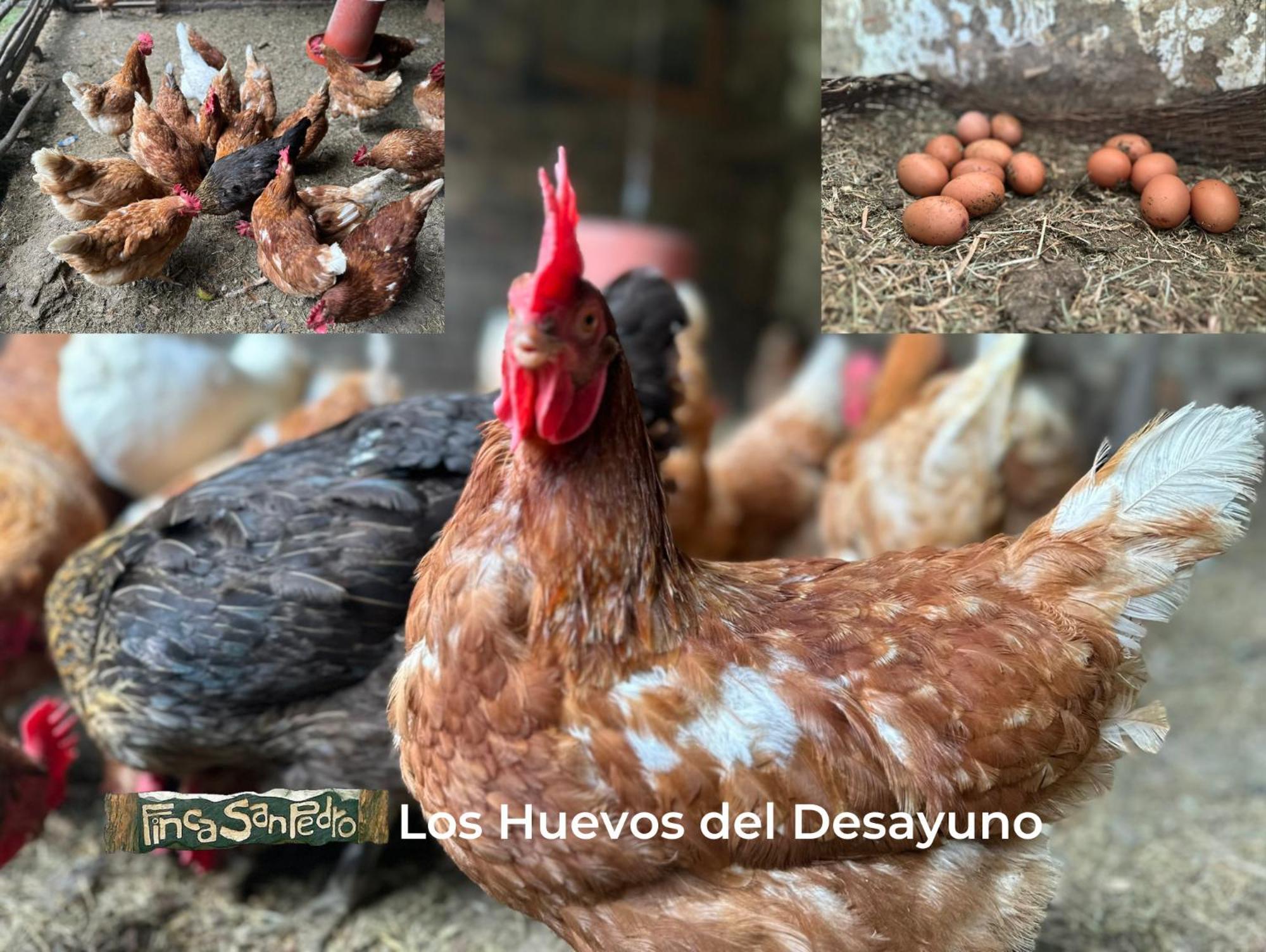 Finca San Pedro -Alojamiento Campestre Y Reserva Natural- Sogamoso Dış mekan fotoğraf